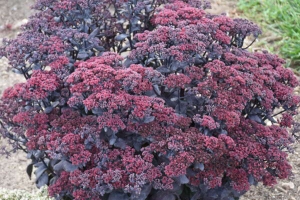 Sedum 'After Dark' New 2024